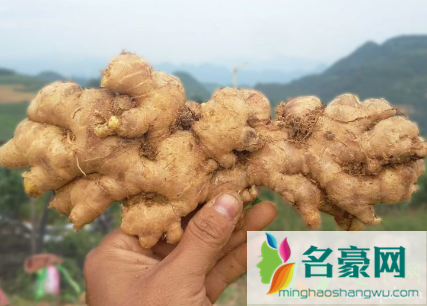 生姜敷膝盖会灼伤吗2