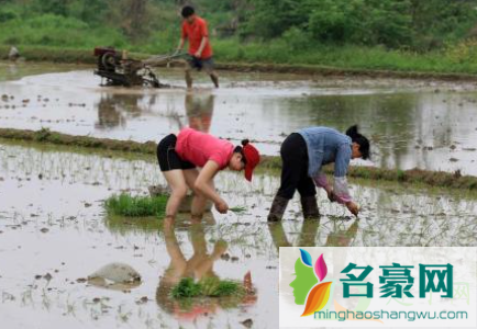 谷雨前后容易下雨吗3