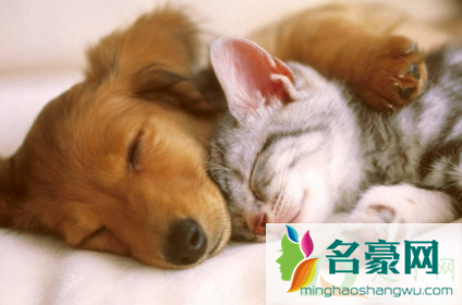 狗每天睡眠时间多久2
