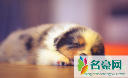 狗每天睡眠时间多久3