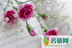 康乃馨水养为什么不开花 康乃馨怎么水养长得好