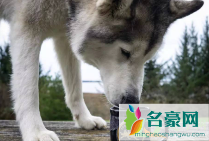 狗狗什么病会引起大量喝水2
