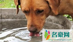 狗狗什么病会引起大量喝水 狗狗光喝水不吃饭是什