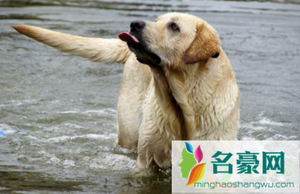 狗狗什么病会引起大量喝水3