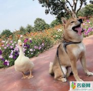 王珞丹发寻鸭启事 网友：希望所有宠物都被爱被尊