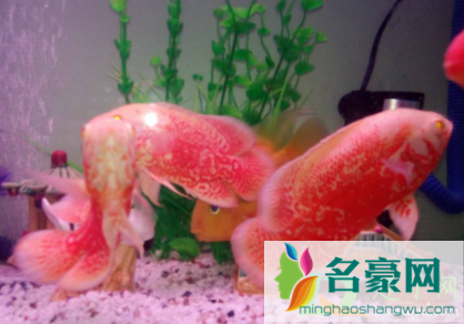 鹦鹉鱼产卵要捞出来吗1