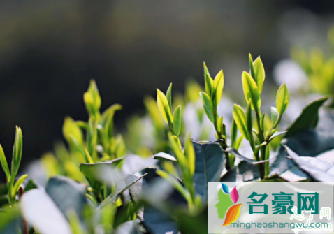 雨前茶指的是雨水还是谷雨 雨前茶和雨后茶哪个好2