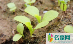 香菜种子直接撒土里能发芽吗 香菜种子要怎么种