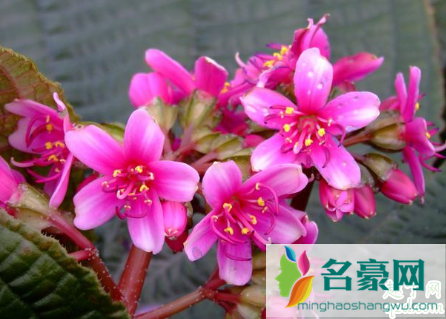 虎颜花老黄叶是什么原因 虎颜花黄叶掉落怎么补救4