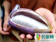八月瓜好种植吗 八月瓜可以种阳台上吗