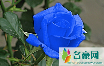 蓝色妖姬能520买来送女朋友吗1