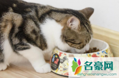 成年猫咪喂多少猫粮 猫咪多大算成年猫