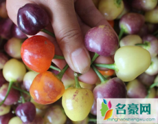 七彩椒怎么种植好 七彩椒种植注意事项
