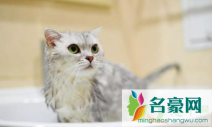 猫几个月洗一次澡好1