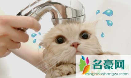 猫几个月洗一次澡好2