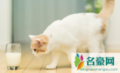 小猫出生20天可以送人吗 小猫送人母猫会难过吗