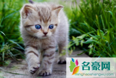 小奶猫一天喂两顿可以吗 怎么训练小猫吃猫粮