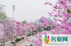 紫荆花什么时候扦插成活率高 紫荆花种植注意事项