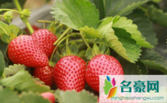 草莓怎么才算缓苗成功 草莓缓苗要多久