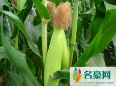 玉米出穗下雨对产量有影响吗 玉米养植注意事项