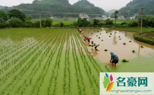 2021芒种节气农历几月几时4