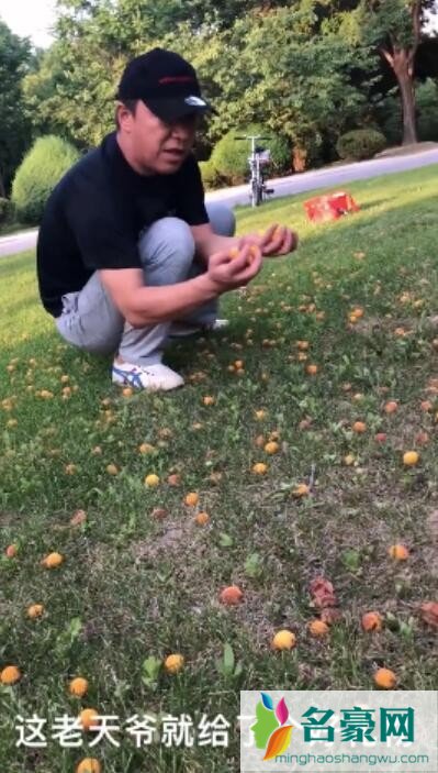 黄渤自己捡杏做杏酱