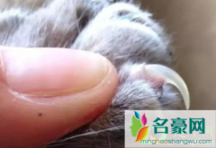 猫咪指甲裂开能自愈吗 怎么给猫咪护理指甲