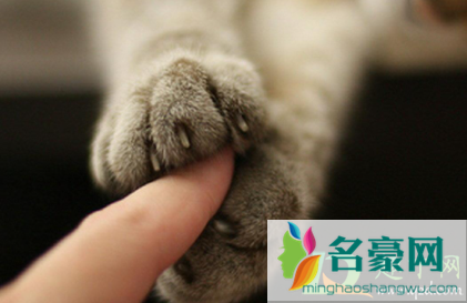 猫咪指甲裂开能自愈吗3