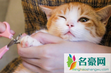 猫咪指甲裂开能自愈吗2