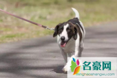 北京城区可以养什么狗 2021年北京市养狗新规定