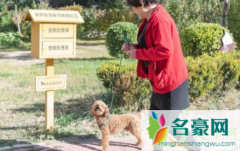 北京养狗证在哪办理2021 北京市办理养狗证的条件