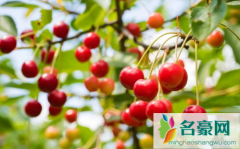 樱桃为什么要用盐水泡会苦吗 樱桃放盐水里泡会怎