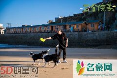 陈赫遛狗反被遛 还是林更新与狗狗相处有一套