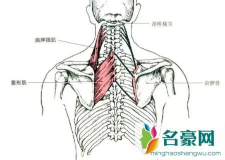 引体向上5个速成方法2