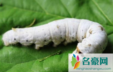 蚕宝宝蜕皮被打扰会死吗3