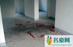 请装修公司开工当天要准备红包吗 装修房子前期需