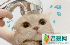 小猫多大洗澡合适 小猫多久洗澡一次合适
