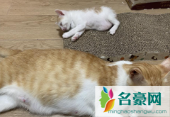 孕猫一直叫什么时候生 为什么猫咪产后一直叫