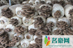 平菇的生长环境和条件是什么 平菇容不容易做菇