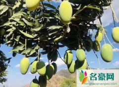 芒果什么时候套袋合适 芒果为什么要套袋