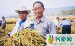 全国节约粮食日是几月几日 如何看待委员建议将袁
