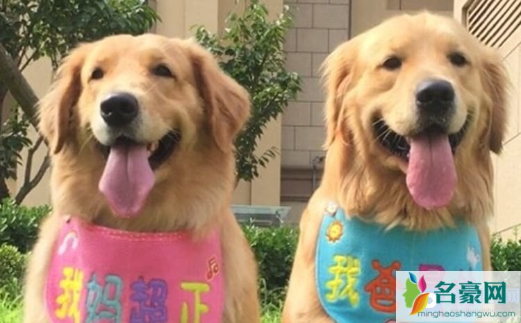 金毛蛋黄