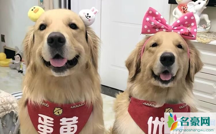 金毛蛋黄