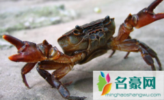 螃蟹和巧克力一起吃会中毒吗 吃螃蟹过敏的症状