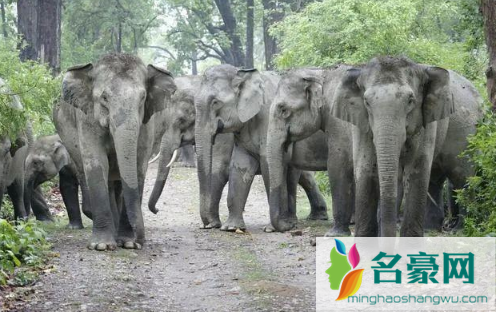 为什么不直接使用麻醉枪限制野象继续北上2