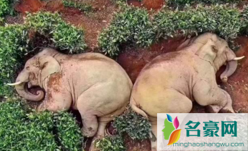 云南喝醉酒的小象是怎么赶上大部队的3