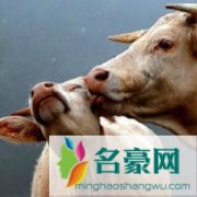 没事放放牛个人资料在哪里直播 主播没事放放牛怎