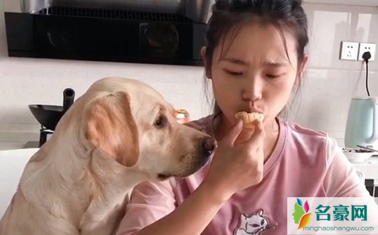 拉布拉多霸道小七