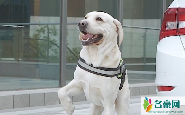 多多神犬