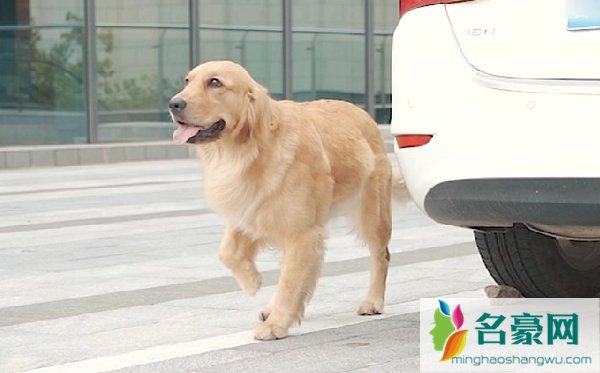 多多神犬
